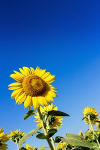 bsIMG_451515080241himawari