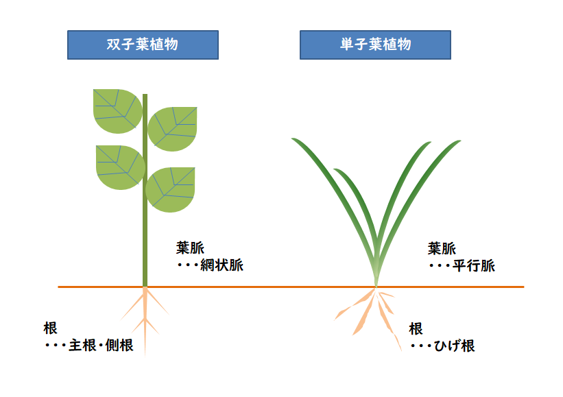 植物の分類