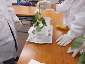 バラの花を凍らせる。